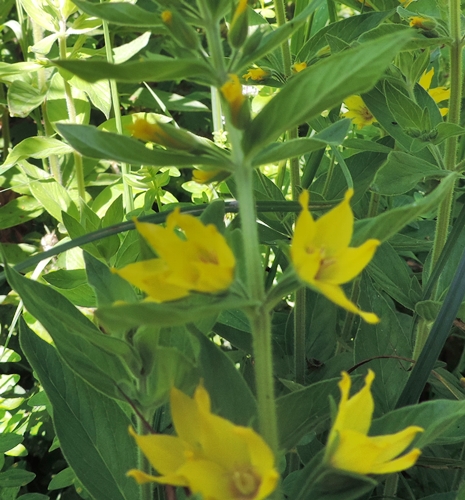 Lysimachia punctata